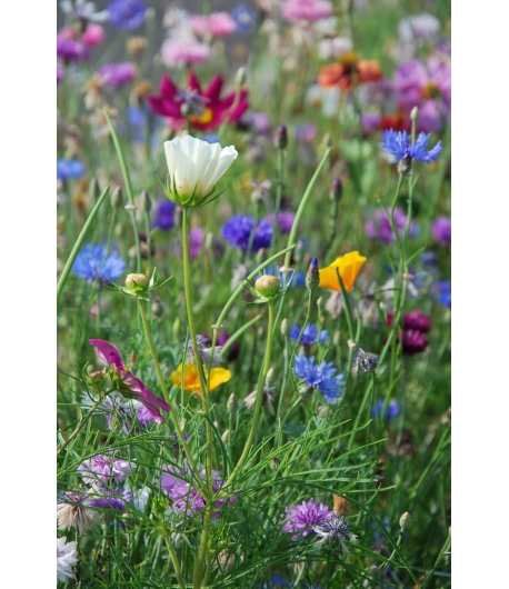 Bloemenmengsel Aurora 1-jarig / 500g