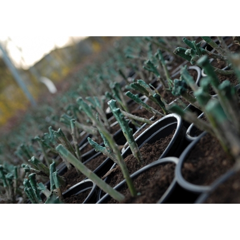 Groene paraffine in korrelvorm 25kg