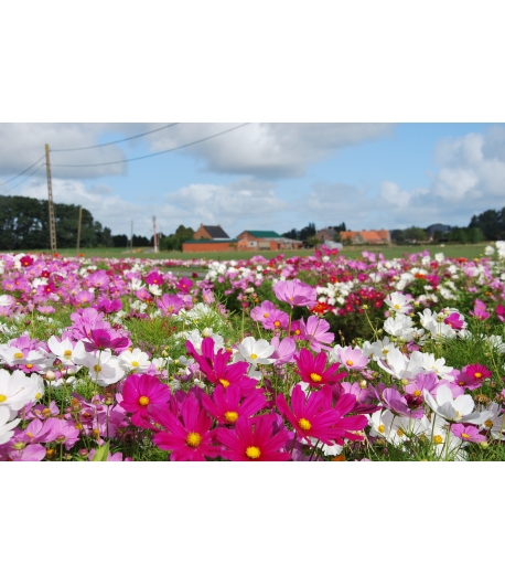 Bloemenmengsel Advanta Festival 1-jarig / 500g