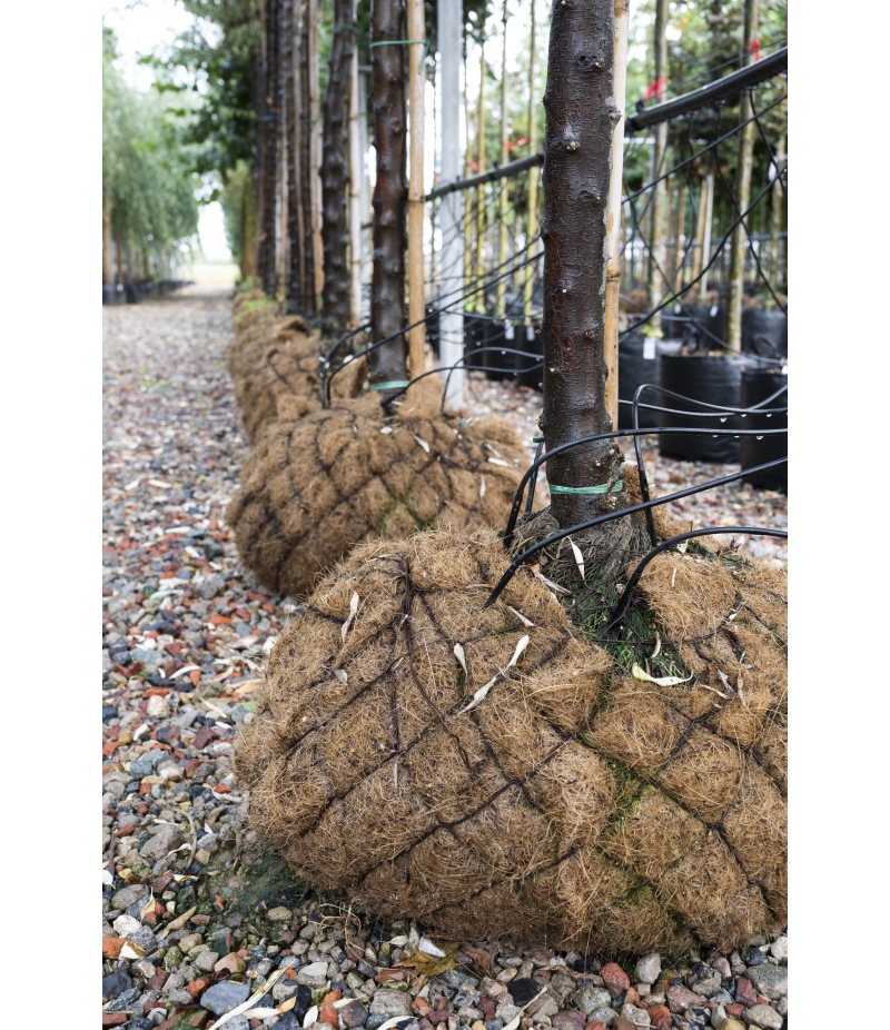 Kokos latex kluitlap 160x160cm /st